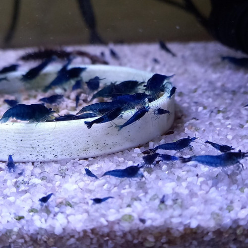 Crevette neocaridina blues Dreams 100% eau du robinet