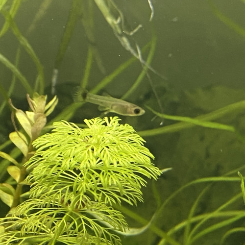 Jeunes guppys et alevins