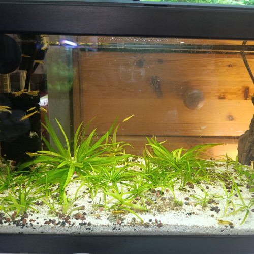Aquarium complet