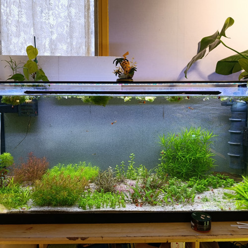 Aquarium complet