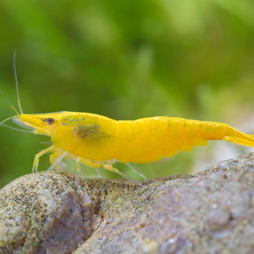 Neocaridina davidi ”Yellow”