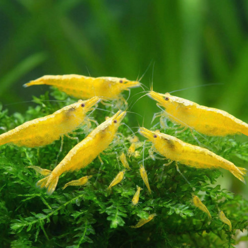 Neocaridina davidi ”Yellow”