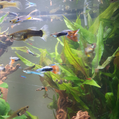 Échange guppys endler