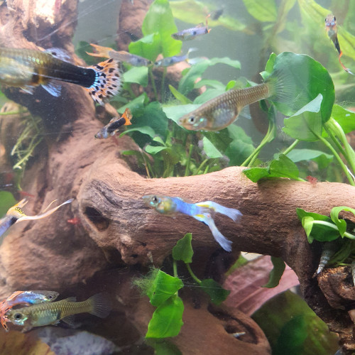 Échange guppys endler