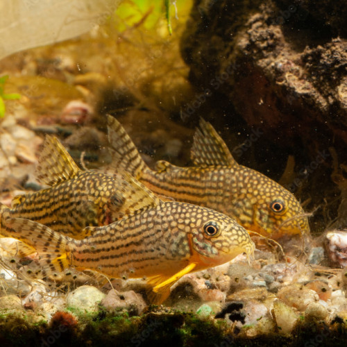 recherche des corydora sterbai