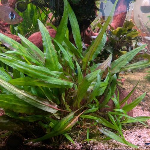 Cryptocoryne wendtii verde