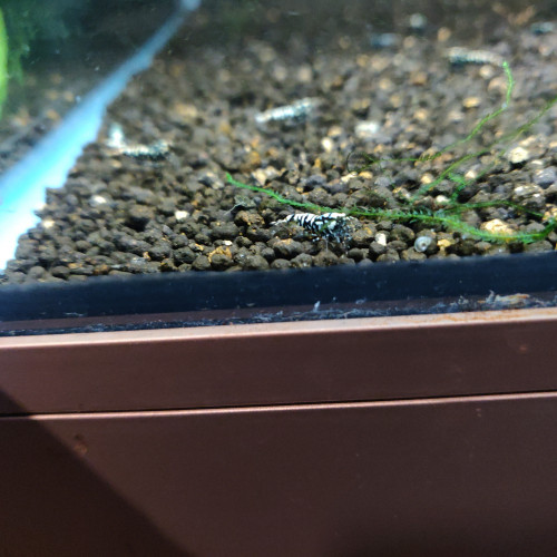 1 Lot de 12 Galaxy Black issues de parents Boa Golden Blue