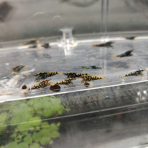 1 Lot de 12 Galaxy Black issues de parents Boa Golden Blue