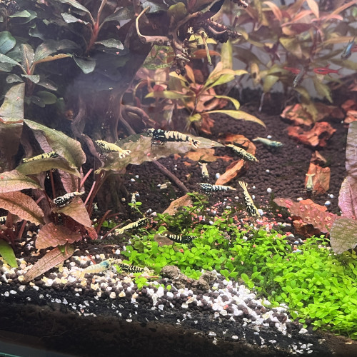 Crevettes Caridinas galaxy blue boa (orange eyes)