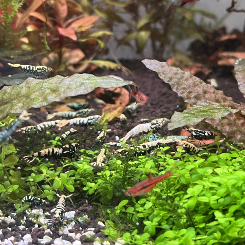 Crevettes Caridinas galaxy blue boa (orange eyes)