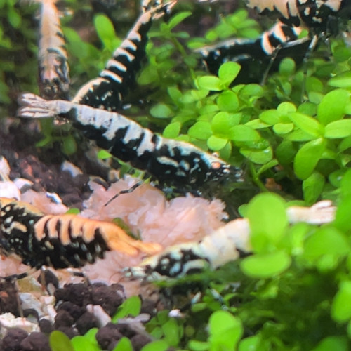 Crevettes Caridinas galaxy blue boa (orange eyes)