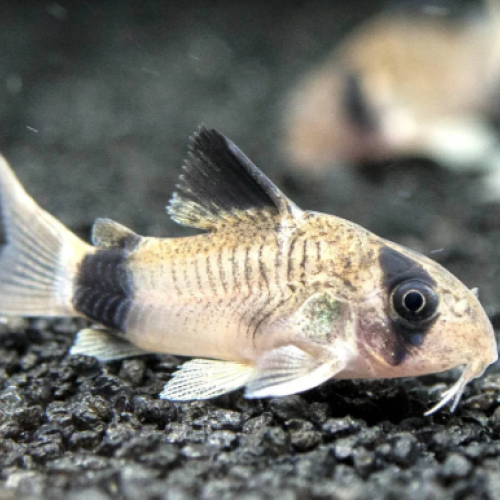 Corydoras Panda