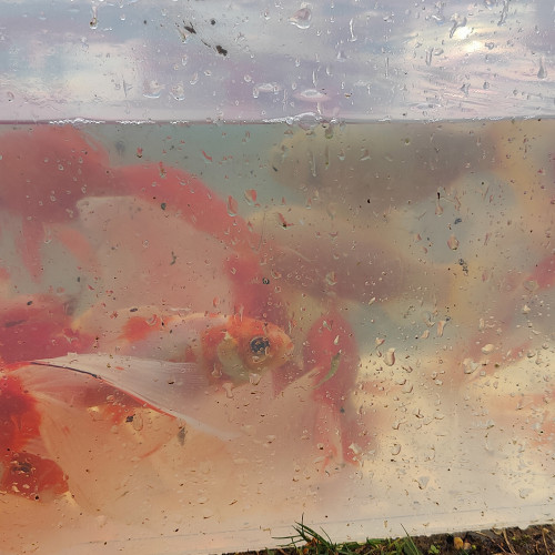 Lot de 60 à 85 Poissons de Bassin (15 à 25 cm)