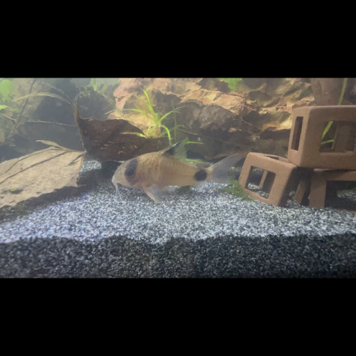 Corydoras panda