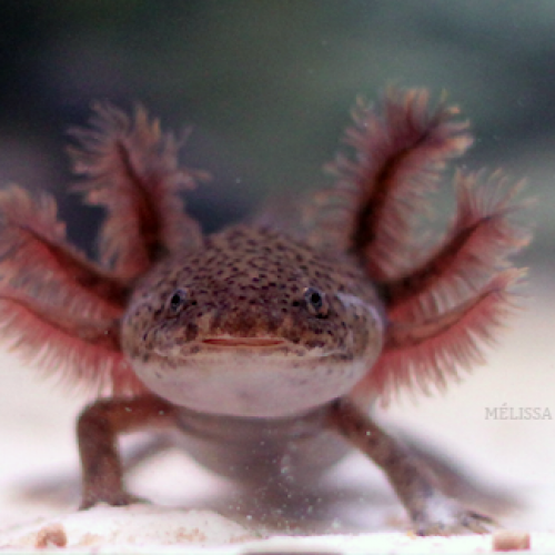 Axolotls couleur Nature