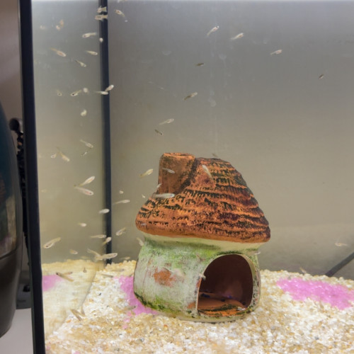 Échange juvéniles guppies