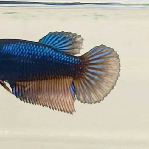 Atlantide - betta splendens
