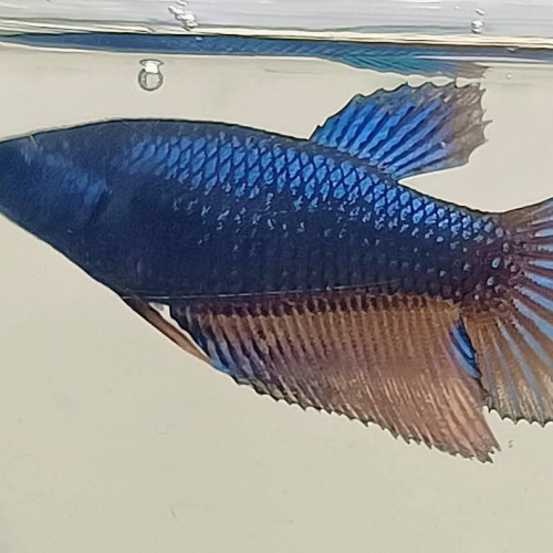 Atlantide - betta splendens