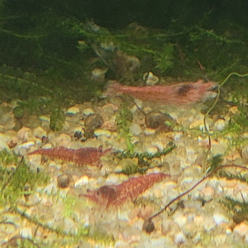 crevettes rouges neocaridina