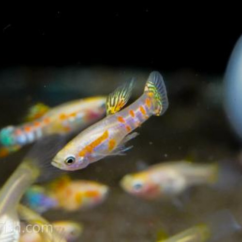 Guppy endler Ginga Rubra ( souche rare )