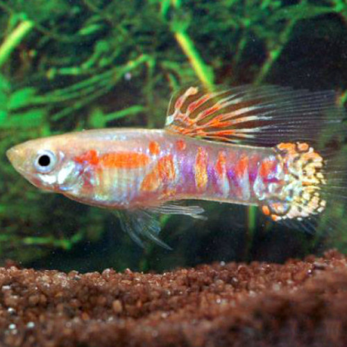 Guppy endler Ginga Rubra ( souche rare )
