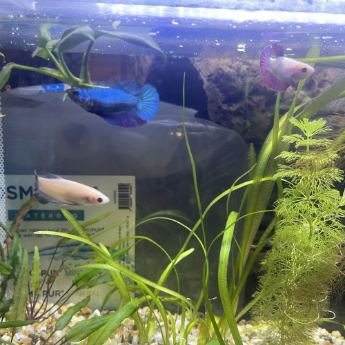 3 betta femelle