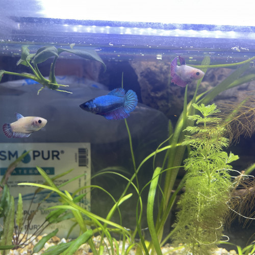 3 betta femelle