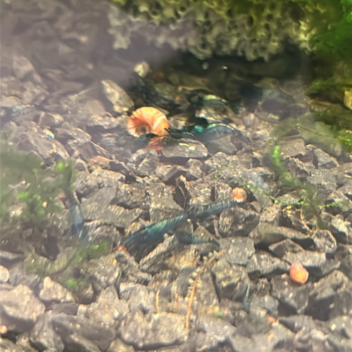 Crevettes rili bleu