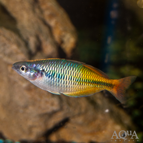 Poissons arc en ciel