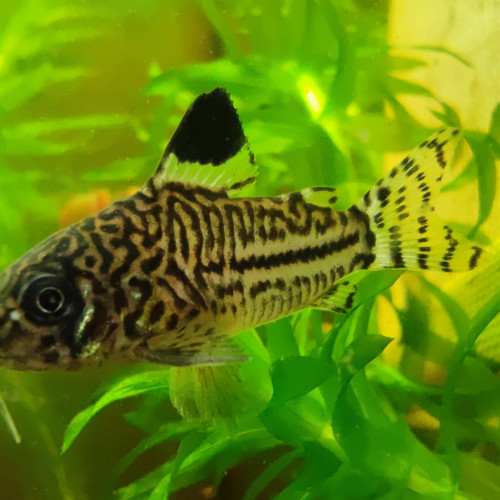 Corydoras trilineatus