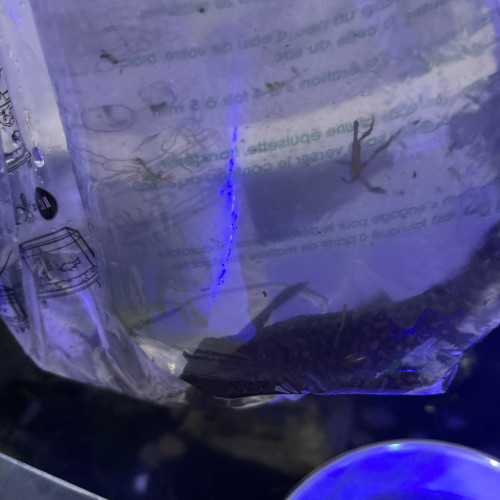 Deux pleco taille adulte