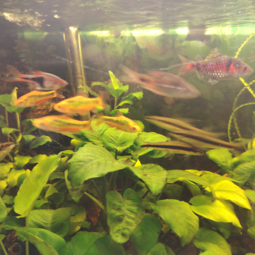 Plantes et poissons