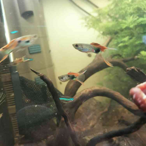 Donne banc de guppys endler - bonne lignée (tous de chez Nilufar)