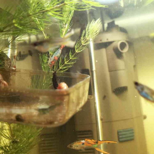 Donne banc de guppys endler - bonne lignée (tous de chez Nilufar)