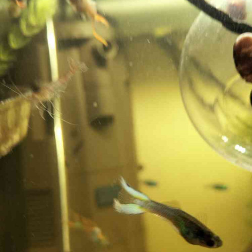 Donne banc de guppys endler - bonne lignée (tous de chez Nilufar)