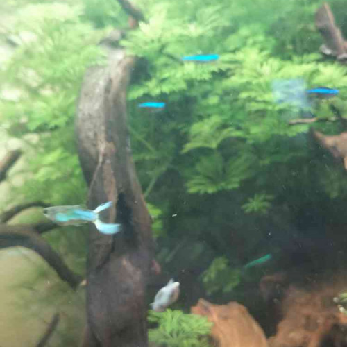 Donne banc de guppys endler - bonne lignée (tous de chez Nilufar)