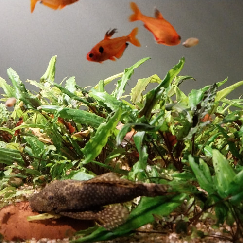 Donne poissons d'eau douce