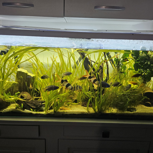 Aquarium 240L 1m20 cuve nue