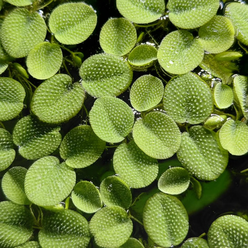 Petite Salvinie - Salvinia Minima
