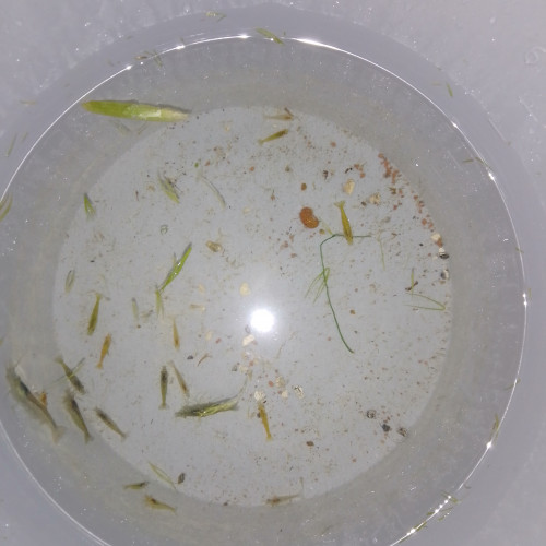 Crevette Amano / Crevette néocaridina