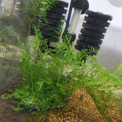 Mousse Christmas-moss