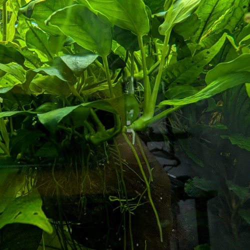 Anubias nana