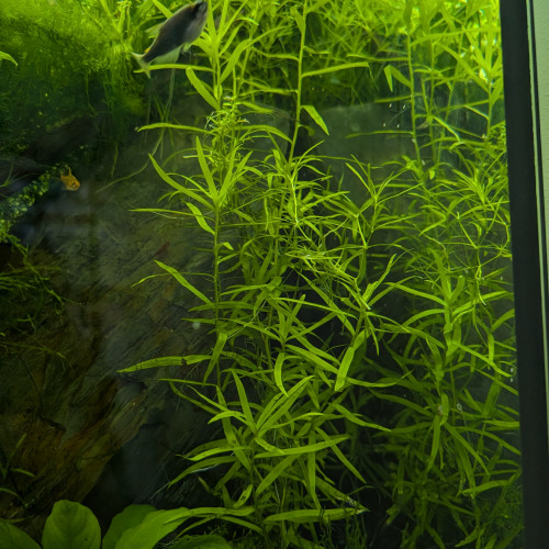 Heteranthera zosterifolia