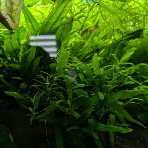 Fougères jeunes dispo