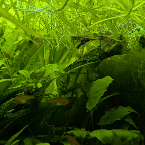 Anubias heterophila