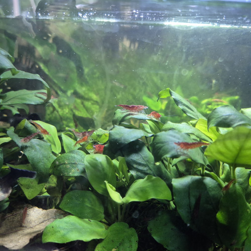 Neocaridina  Red Cherry
