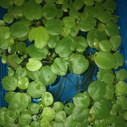 lot de 15 Limnobium Laevigatum plante de surface d'aquarium