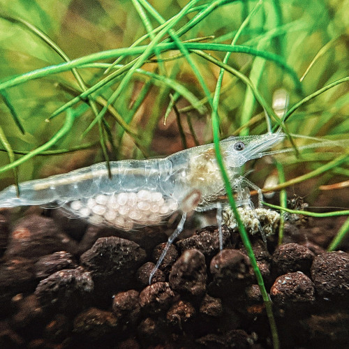 Crevettes déclassées forme sauvage / rili rouge et White pearl