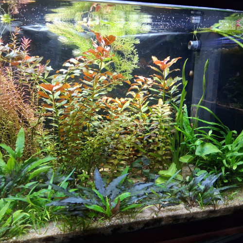 Plusieurs plantes a vendre