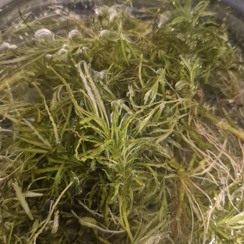 Dons plantes Pogosterum